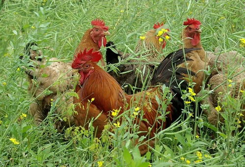 79岁属马的是哪一年出生的 79岁属马的是哪一年出生的