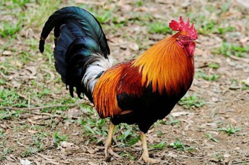 六爻装卦步骤 六爻装卦步骤