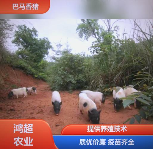 属鼠2026年事业运分析 财运好运滚滚而来 属鼠2026年事业运分析 财运好运滚滚而来