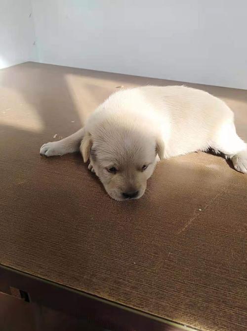 1996属鼠的三大坎双色球 1996年是火鼠还是水鼠 1996属鼠的三大坎双色球 1996年是火鼠还是水鼠