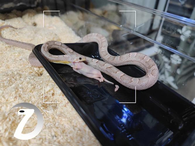 大丈夫日记(大丈夫日记粤语) 大丈夫日记(大丈夫日记粤语)