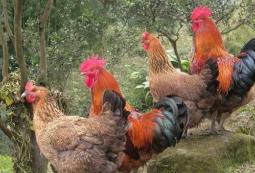 婚前算命八字不合是否意味着婚姻之路注定坎坷不平? 婚前算命八字不合是否意味着婚姻之路注定坎坷不平?