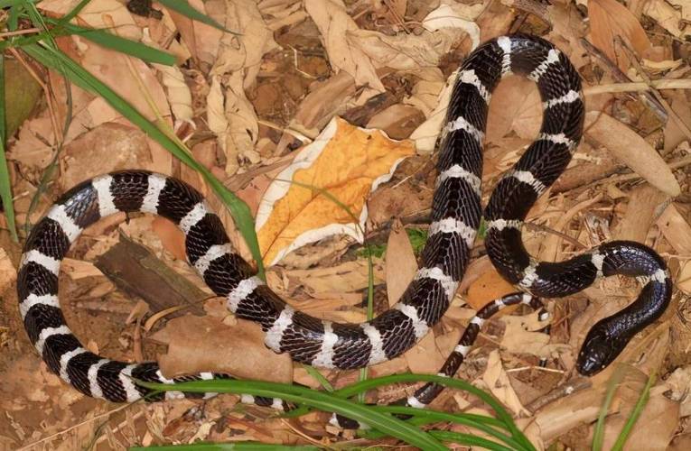 ǩ15ǩǩѹΪ(ǩ15ǩǩ_ѹǷҪС)