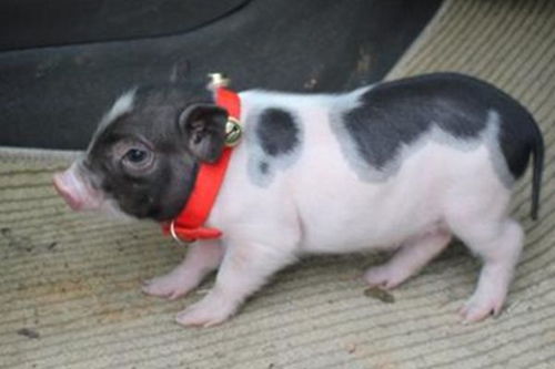 娟子最想删掉的三个角色 娟子最想删掉的三个角色