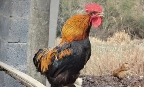 ����Ů��ʮ����Ф������� ������Ф���������ĸ�Ů��������ʲô��˼��