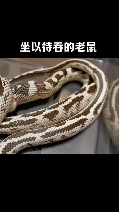 水瓶座和手表 水瓶座和手表配吗 水瓶座和手表 水瓶座和手表配吗