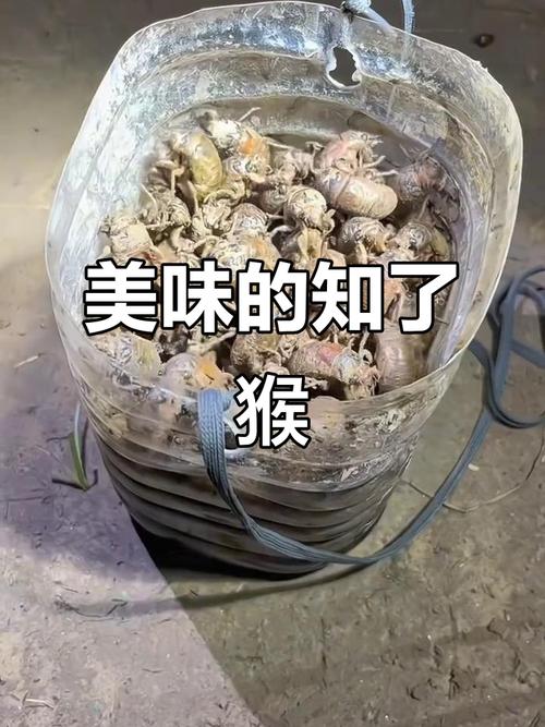 ��������΢��������