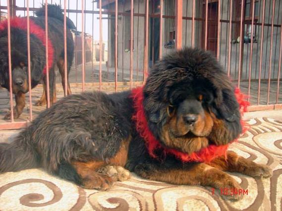 ��΢�����ֵܹ�������