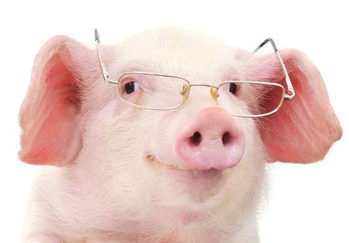 犯太岁三元宫需要做什么才能更好地提升自己(犯太岁三元宫需要做什么才能让生肖蛇顺利渡过这个年份的困扰) 犯太岁三元宫需要做什么才能更好地提升自己(犯太岁三元宫需要做什么才能让生肖蛇顺利渡过这个年份的困扰)