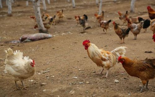 明星代言费报价表王俊凯 明星代言费报价表王俊凯