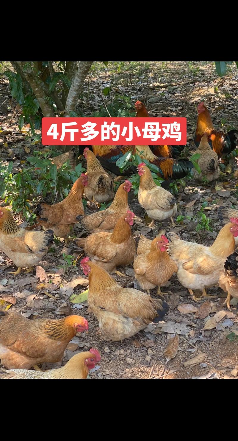 ���ֳ�������� ���ֳ���赸�����ֽ�