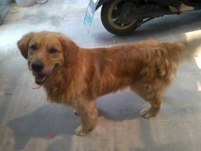 2009年属蛇的今年多少岁 今年生肖蛇几岁 2009年属蛇的今年多少岁 今年生肖蛇几岁