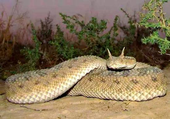 �����Ķ�����Щ���� �����ķ����Ͳ���