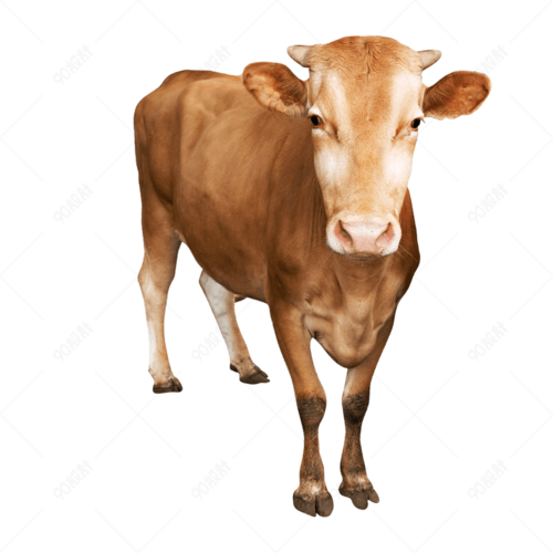 ��������լ����