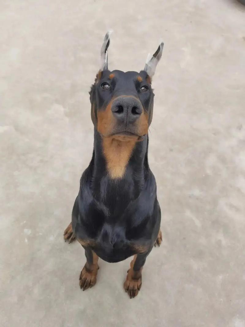 样品沙发风水有禁忌吗视频(沙发怎么摆放风水好 ) 样品沙发风水有禁忌吗视频(沙发怎么摆放风水好 )