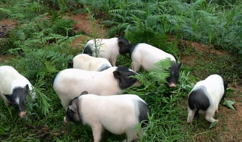 初秋男宝宝起名时如何选择配偶星正财的吉祥名字(初秋男宝宝起名如何选择配偶星正财的吉祥名字呢) 初秋男宝宝起名时如何选择配偶星正财的吉祥名字(初秋男宝宝起名如何选择配偶星正财的吉祥名字呢)