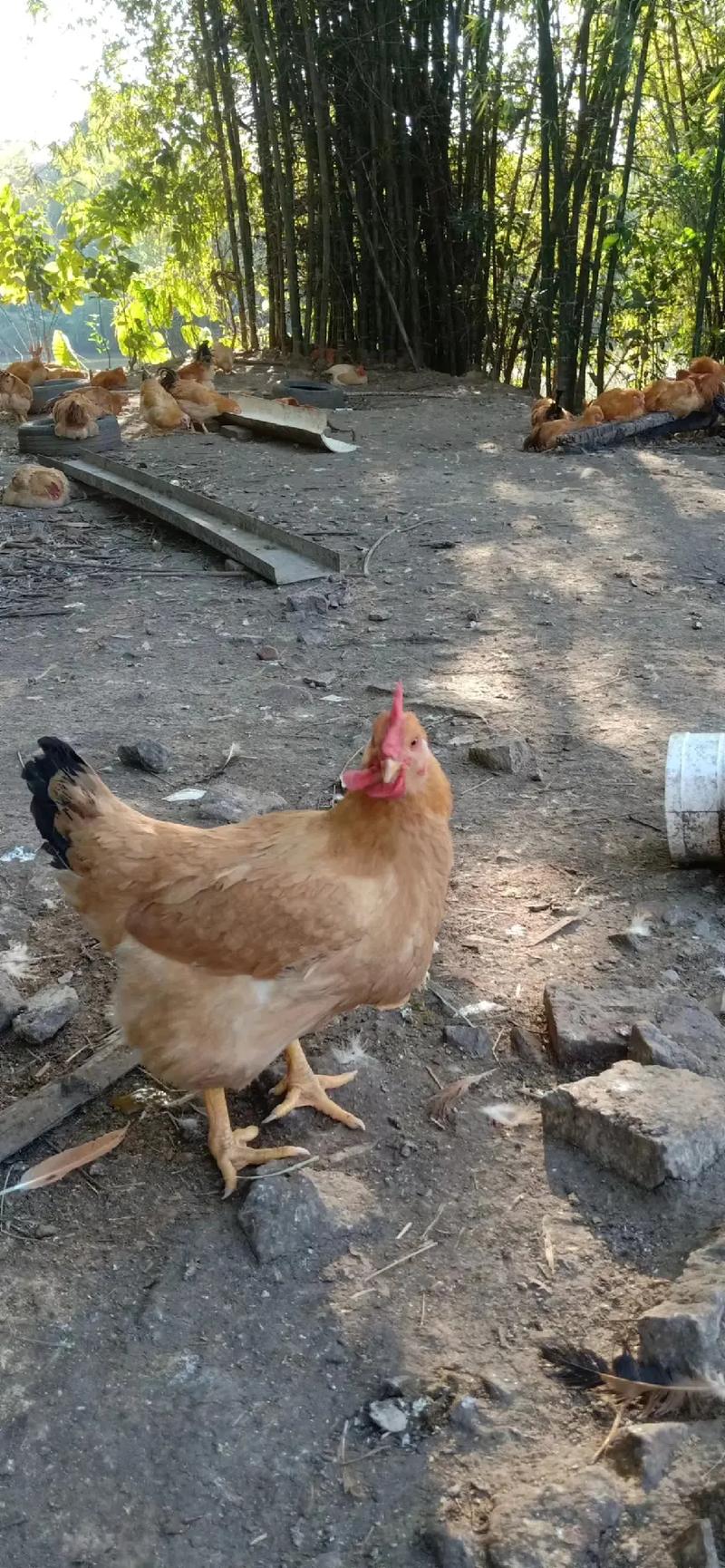 ��լ�еİ˴��