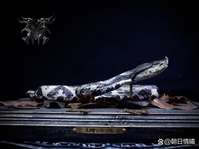 水瓶座是小人(水瓶座是小人物吗) 水瓶座是小人(水瓶座是小人物吗)