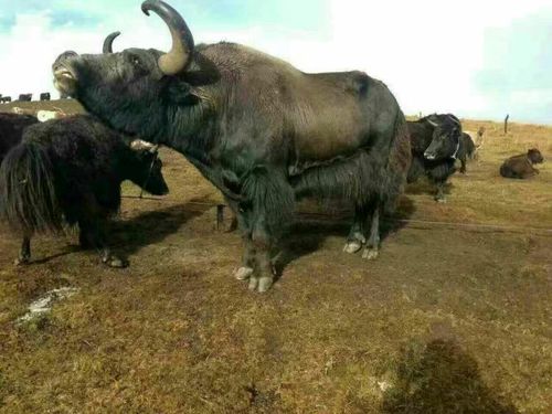 12��10�����ջ���ӡ��ɼ����������