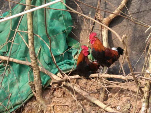 品字型阳台风水禁忌 品字型阳台风水禁忌