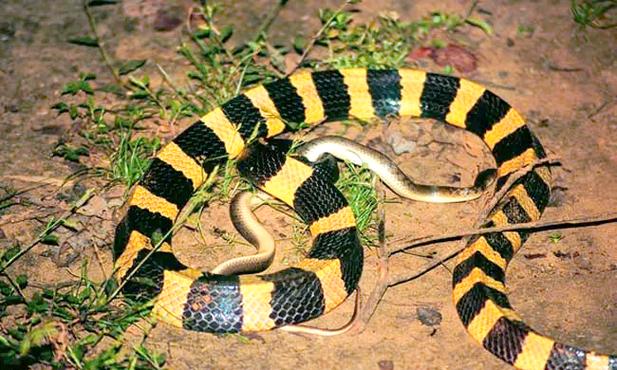 妈祖灵签13出行签解签伴侣养宠物是否吉利(妈祖灵签13_伴侣养宠物会带来不和谐吗) 妈祖灵签13出行签解签伴侣养宠物是否吉利(妈祖灵签13_伴侣养宠物会带来不和谐吗)