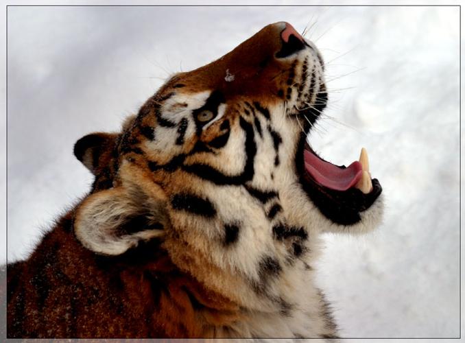阴宅与靠山有距离怎么办 阴宅与靠山有距离怎么办