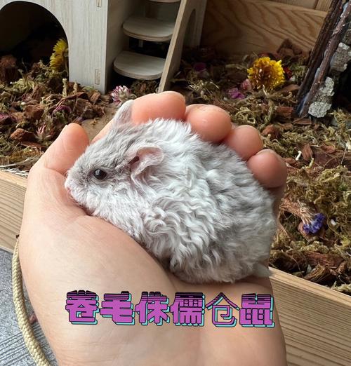 属兔的是哪年的那些年份的 属兔年龄对照表2 属兔的是哪年的那些年份的 属兔年龄对照表2