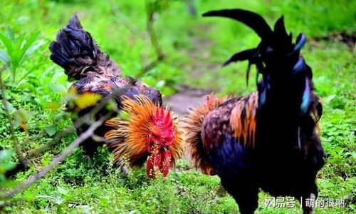 天蝎女2017运势,天蝎座2017年运势及运程 天蝎女2017运势,天蝎座2017年运势及运程