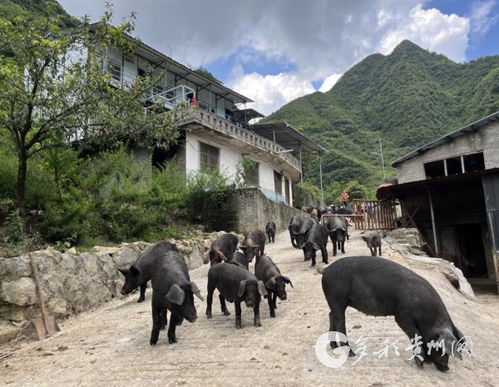 �����л���̥ �����ж�̥���Ƹ�������˳��