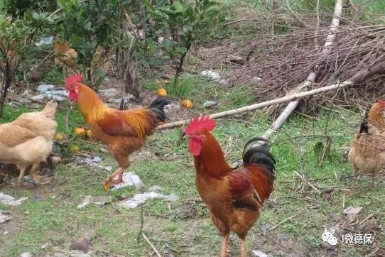 属蛇男和蛇女能不能结婚 蛇与什么属相相配 属蛇男和蛇女能不能结婚 蛇与什么属相相配