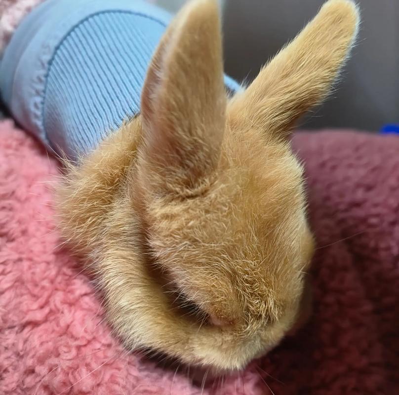 ��΢��������������