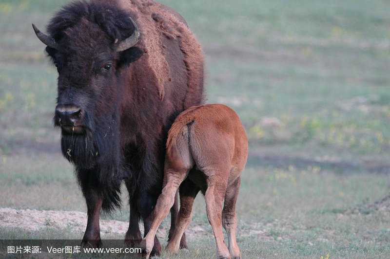 ������ף�������ٻ�