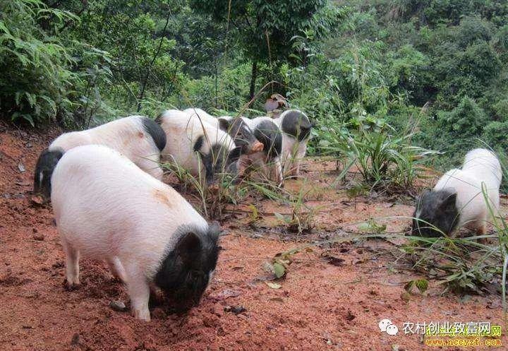 ����2025�������˳�