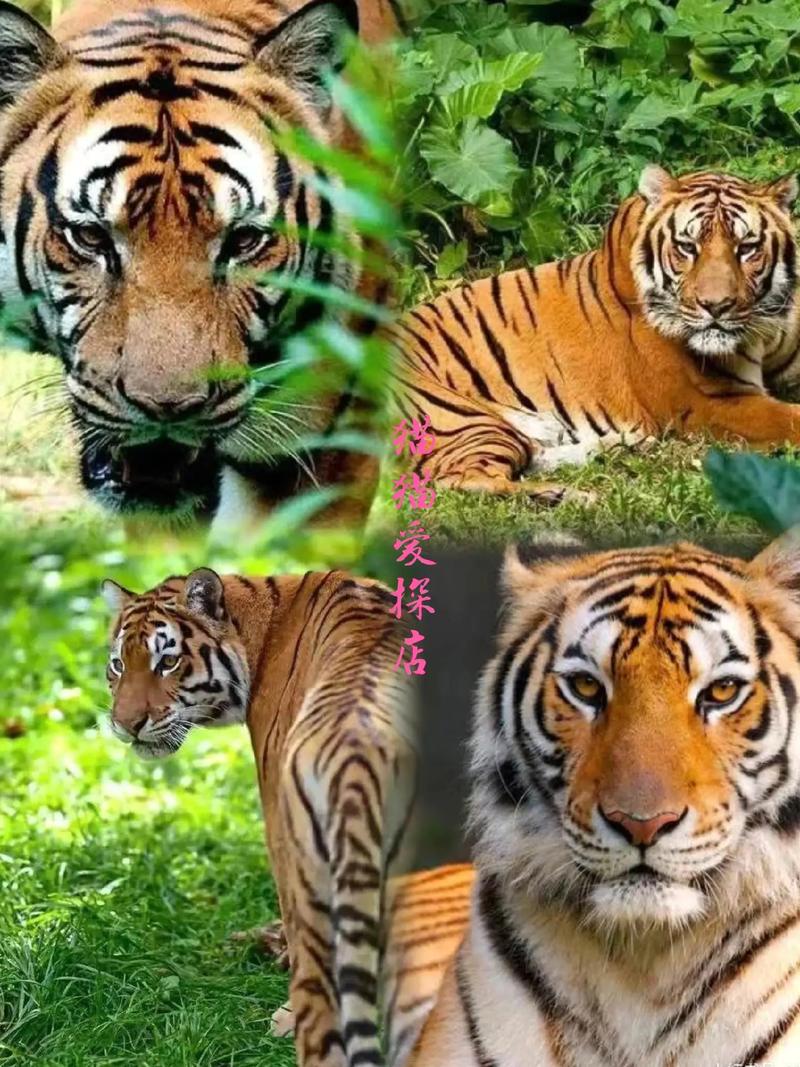 流传千年的婚配口诀 流传千年的婚配口诀