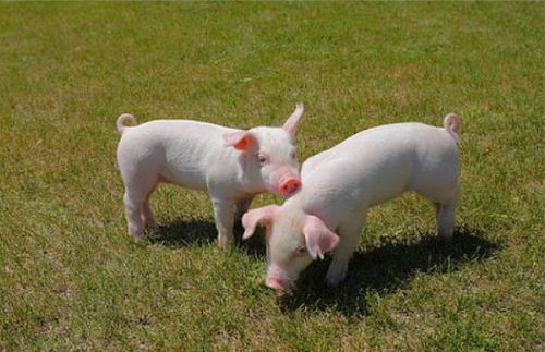 ʲôܷ񻺽ӹͨϰ(ʲôûӰӹͨϰ)