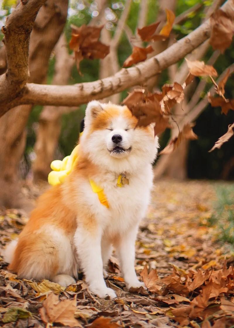 属蛇几月出生优秀命 属蛇几月出生优秀命