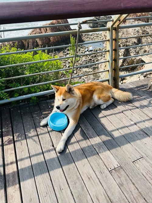 歌手沫个人资料 沫哥是哪里人 歌手沫个人资料 沫哥是哪里人