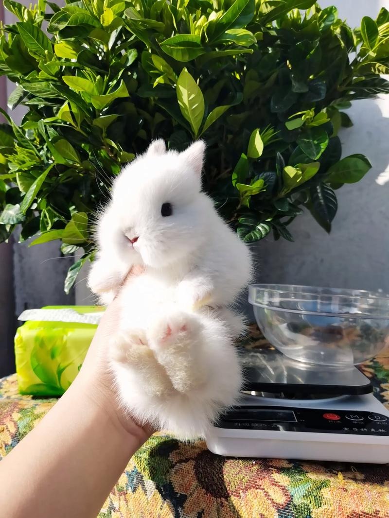 ���ֹ��ܷ��ʾ��ĸְҵ��������Ӱ��(���ֹ���η�ӳ��ĸ��ְҵ����������Ӱ��)