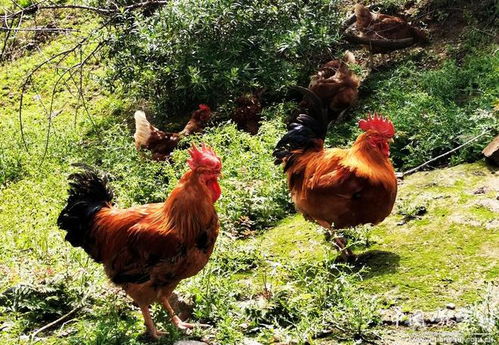 爱神恶作剧_爱神恶作剧歌曲Sweety 爱神恶作剧_爱神恶作剧歌曲Sweety