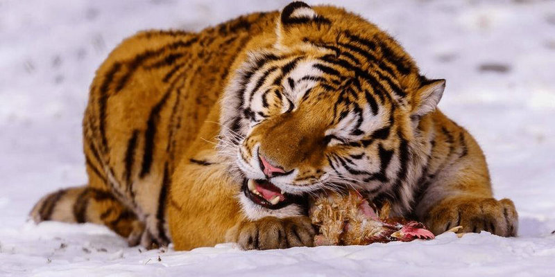 属猪十二星座2025年运势 属猪十二星座2025年运势