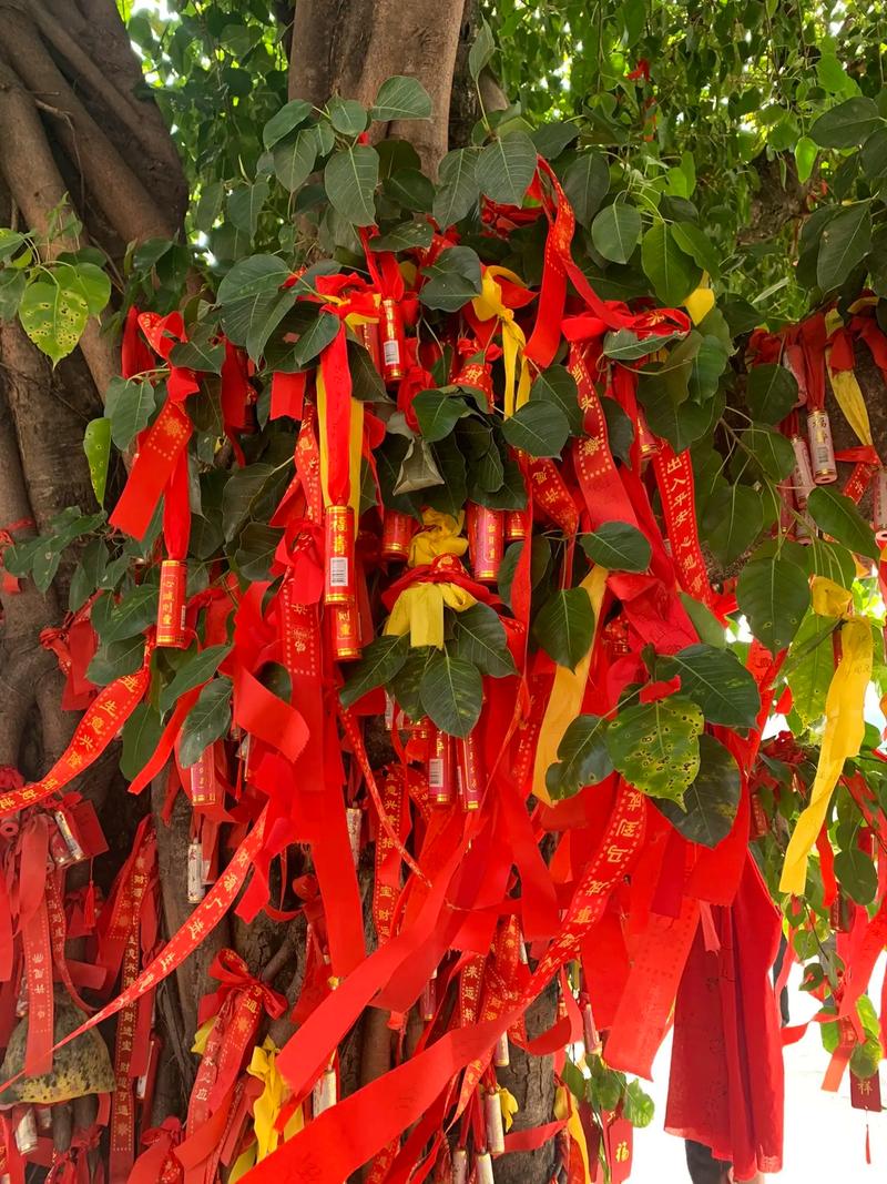 袁成杰生日 袁成杰的 袁成杰生日 袁成杰的