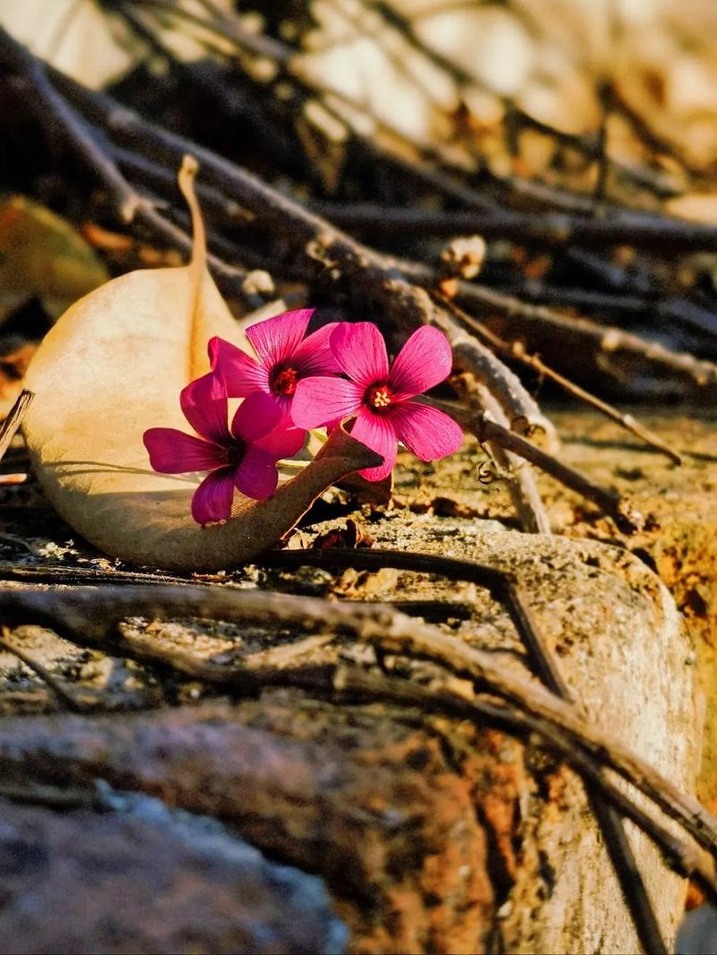 度六壬日要 2 度六壬日要 2