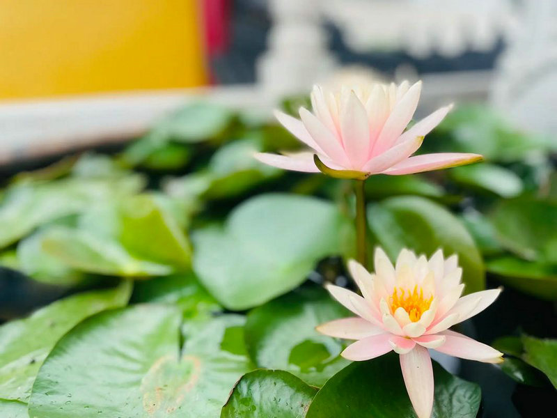 ֻ⼪ǷӰǵƺҸǷҲڵĴʲô