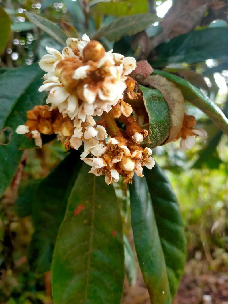 �μ�ˮ��ò���