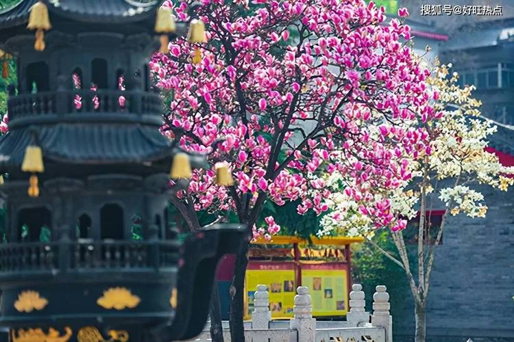 1966年属马的人2017年运程 1966年属马的人2017年运程