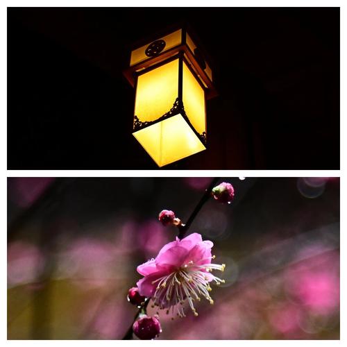 属鸡人旺财摆件为什么有个罩子 属鸡的家里摆 属鸡人旺财摆件为什么有个罩子 属鸡的家里摆